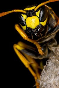 Wasp Nest Removal Hertfordshire 374217 Image 1